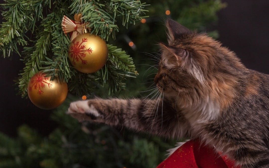 Top 5 Holiday Hazards for Pets