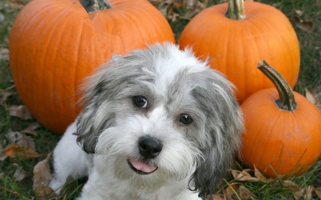 How to Keep Your Pets Safe this Halloween