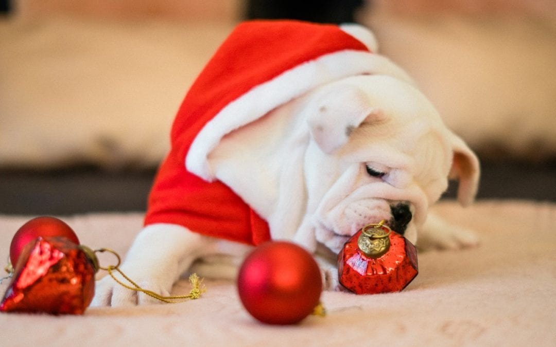 Considerations to Make Before Giving a Pet as a Holiday Gift