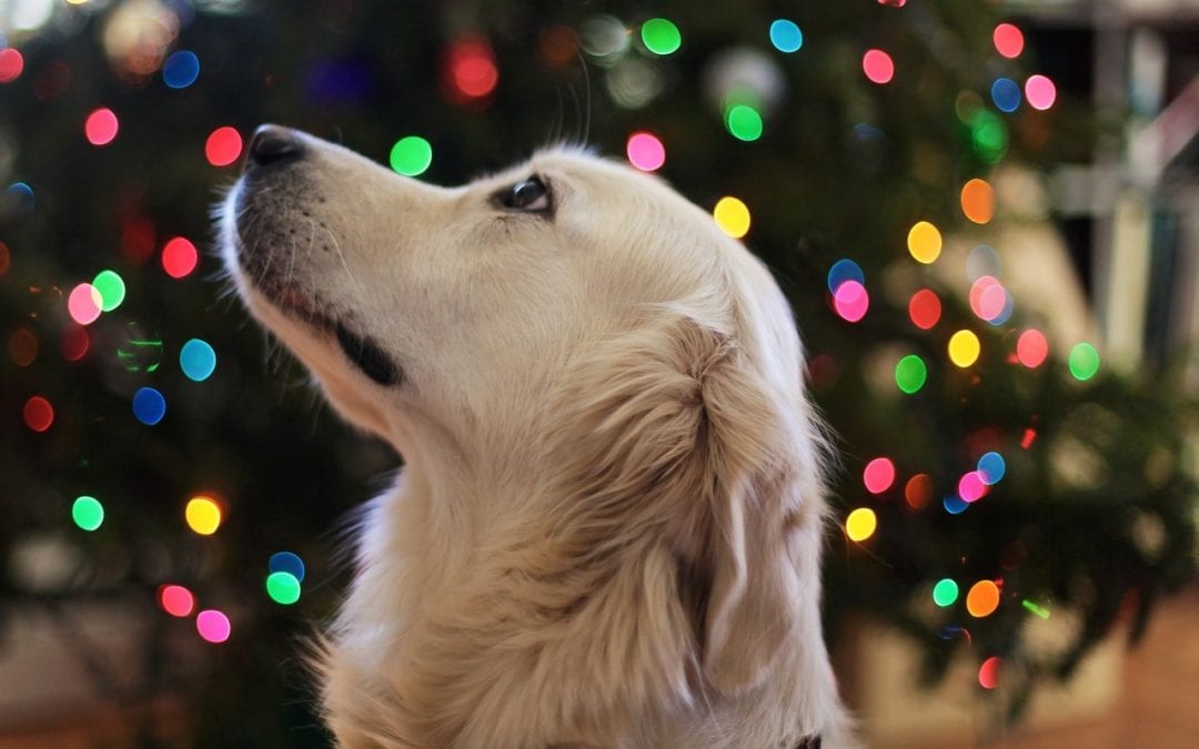 How to Prevent Stress in Pets During the Holidays