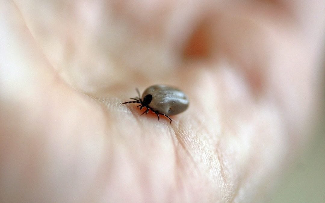 Ticks and Lyme Disease – Increasing Prevalence