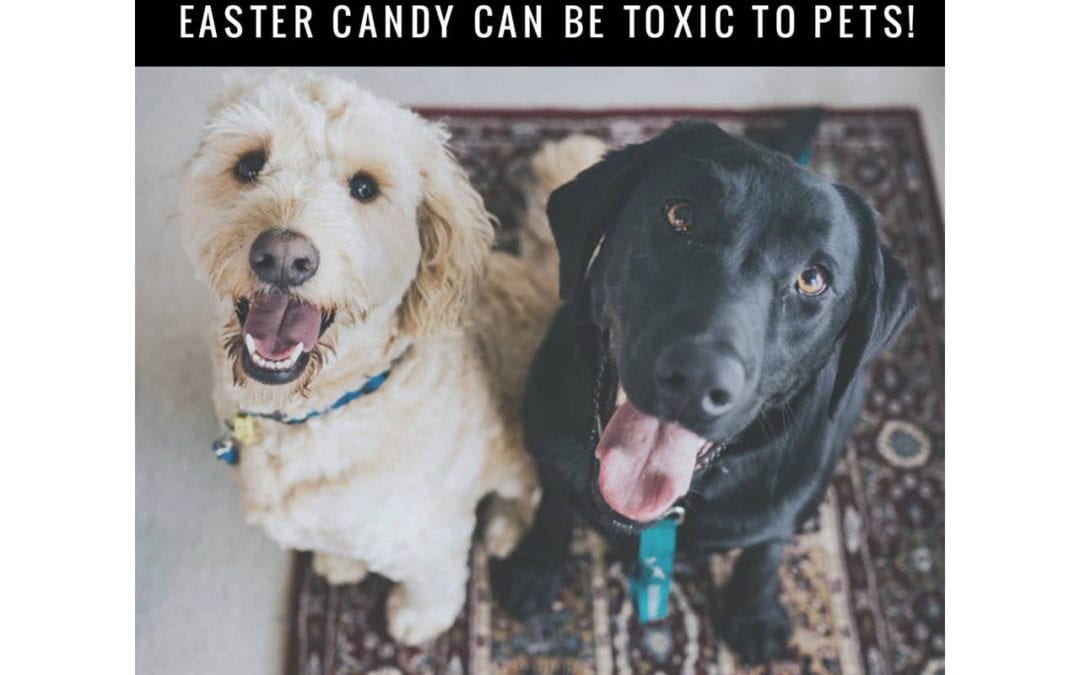 Candy Is Not For Canines