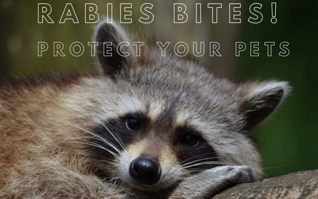 Rabies Bites! Protect Your Pets!