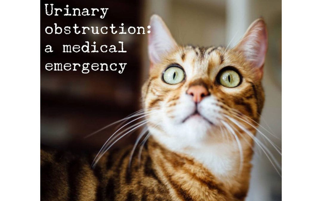 Urinary Obstruction: A Medical Emergency
