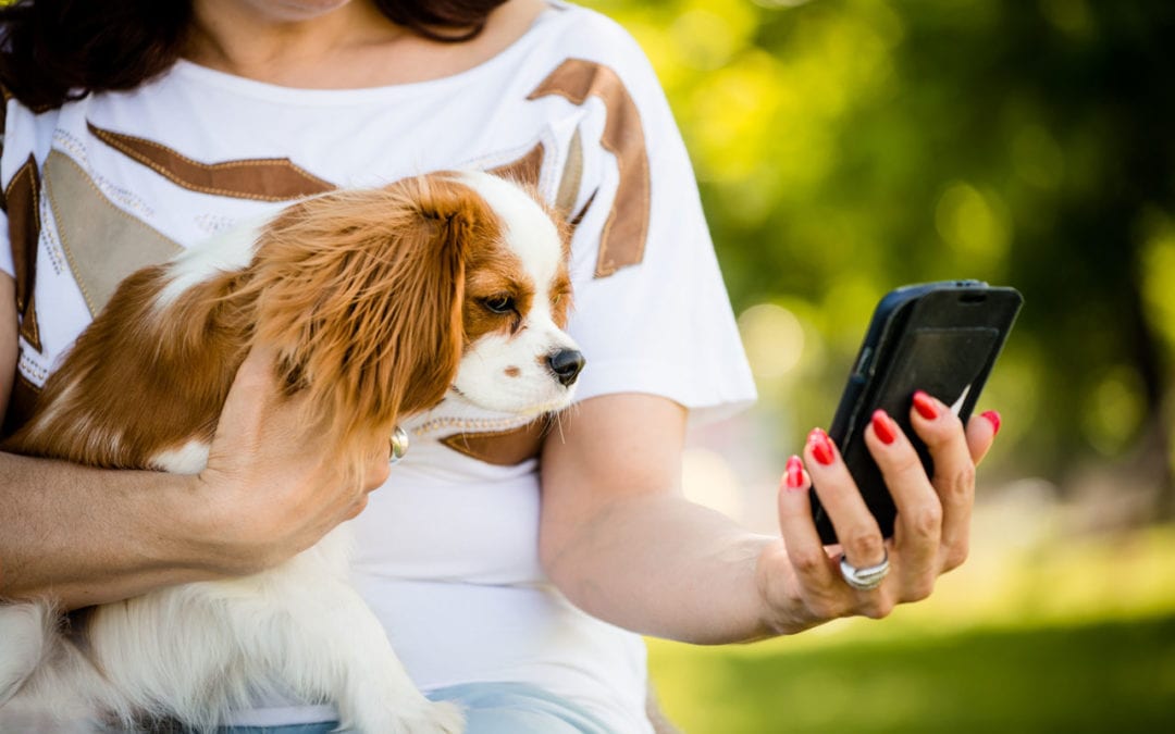 Your Pet’s Medical Records in the Palm of Your Hand with VitusVet