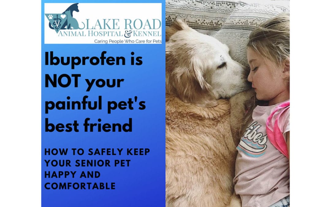 Ibuprofen Is NOT Your Painful Pet’s Best Friend: How to Safely Keep Your Senior Pet Happy and Healthy