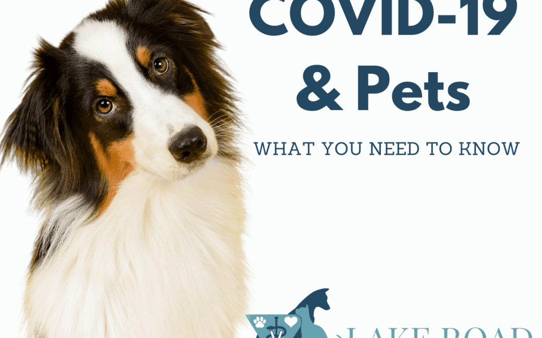 COVID-19 and Pets: What You Need To Know