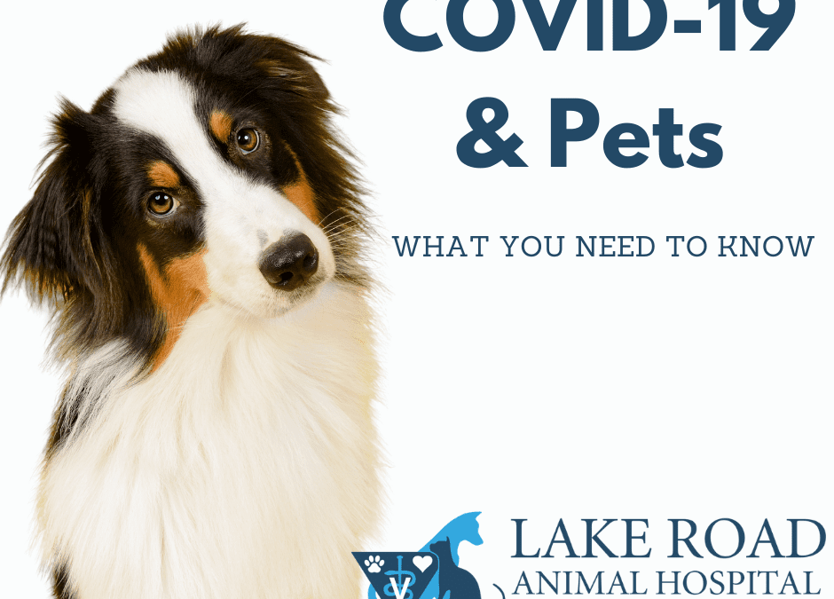 COVID-19 and Pets: What You Need To Know