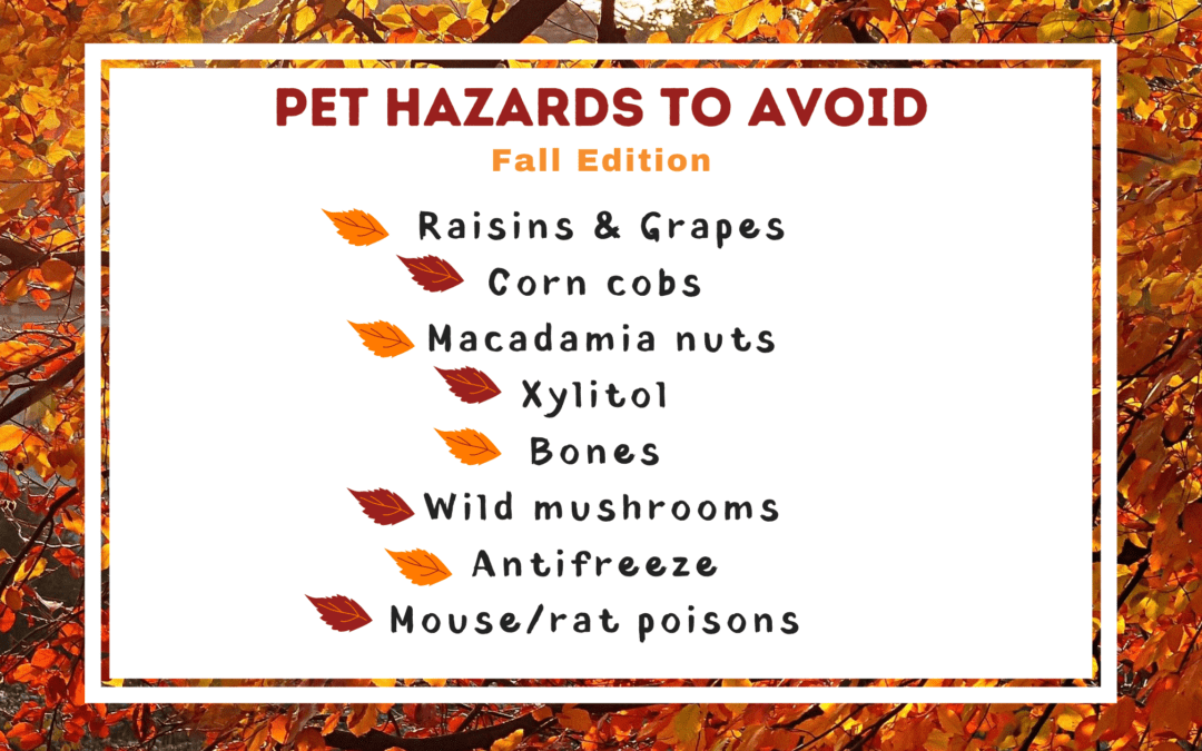 Pet Hazards to Avoid, Fall Edition