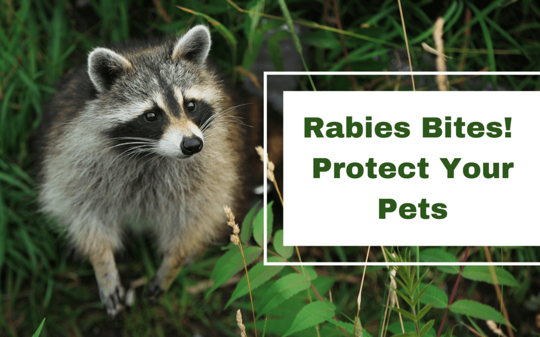 Rabies Bites: Protect Your Pets!