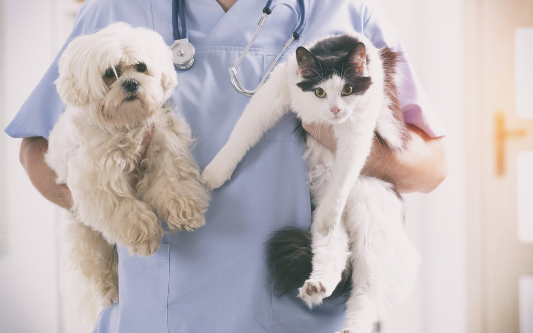 Message from our Practice Manager on Veterinary Emergency Care in the Twin Tiers