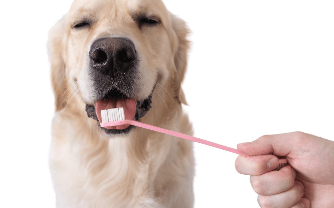 Dental Health in Our Pets